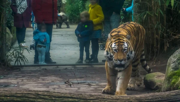 Children with their parents looking at a siberian tiger that is walking towards the camera — Stock Photo, Image