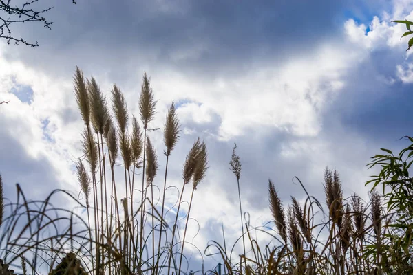 蓝天、蓝云、自然和农业背景的高开花草 — 图库照片