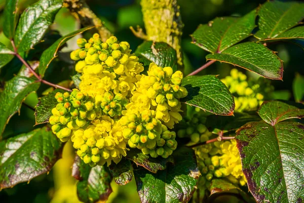 Kluster av små gula blommor i blom, makro närbild av en oregon druva växt, populär tropisk växt för trädgården — Stockfoto