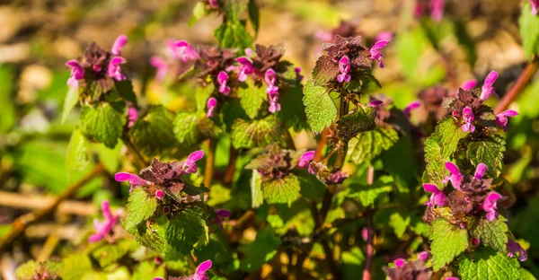 Macro close-up de plantas de urtiga morta roxo, plantas comuns em Eurasia — Fotografia de Stock