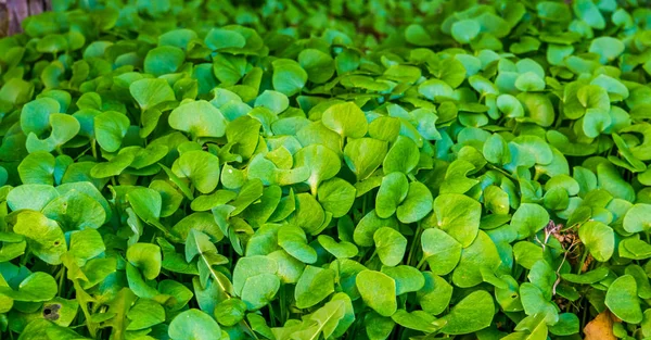 Sträucher mit indischen Salatpflanzen im Garten, biologisches Gärtnern, Anbau von frischem Gemüse — Stockfoto