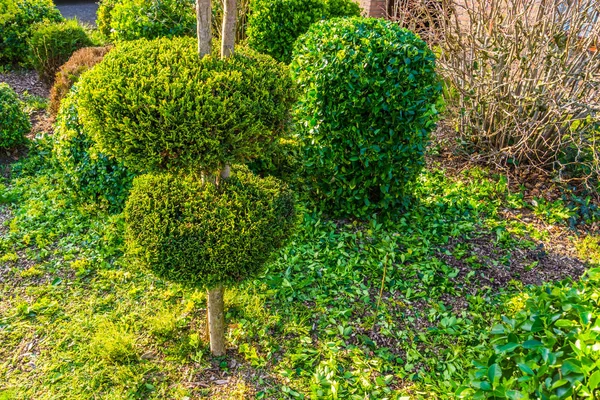 Patio trasero recién podado, mantenimiento del jardín, árbol de coníferas con formas redondas decorativas —  Fotos de Stock