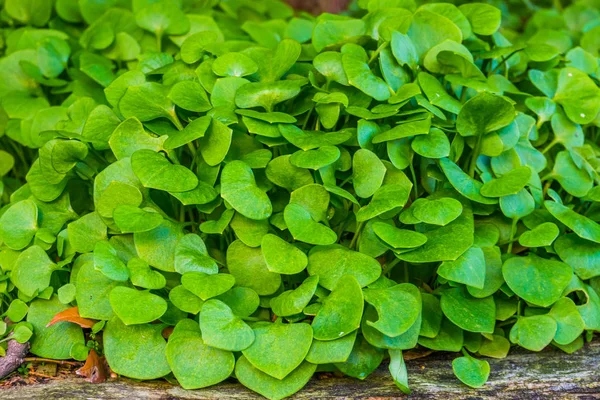Makro yakın çekim kış purslane, organik ekilmiş bahçe bitkileri, sağlıklı yeşil sebzeler
