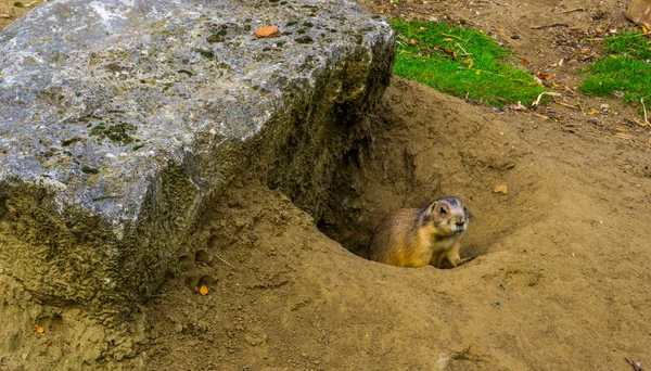prairie dog coming out of his hole, animal home, tropical rodent from America