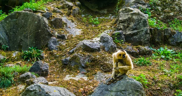 Θηλυκό κίτρινο τσιγκίφ που κάθεται πάνω σε ένα βράχο, πορτρέτο ενός τροπικού πίθηκο, απειλούμενο ζώο από την Ασία — Φωτογραφία Αρχείου