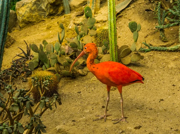 Ibis rouge écarlate marchant dans un désert, oiseau coloré et tropical d'Amérique et des Caraïbes, animal de compagnie populaire en aviculture — Photo