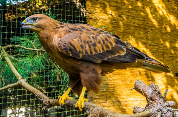 brown with black eagle sitting on a tree branch in the aviary, big bird of prey