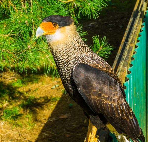 Close-up de um caracara de crista sentado em uma cerca, pássaro tropical de rapina da América — Fotografia de Stock