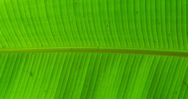 Muz bitkisi yaprağına makro yakın çekim, popüler tropikal meyve taşıyan bitki, doğa arka planı