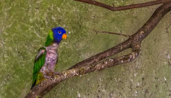 Kranker kleiner Papagei sitzt auf einem Ast in der Voliere, Vogel mit Federverlust, Vogel mit Glatze — Stockfoto