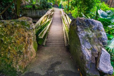 Tropik bir bahçede ahşap köprü, egzotik bahçe mimarisi.