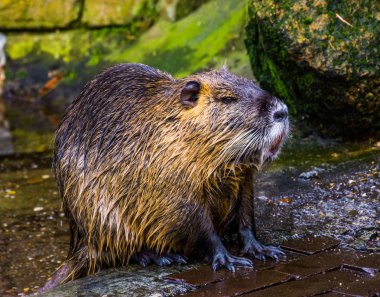 Sudan yeni çıkan bir coypu 'ya yakın çekim, ıslak kıllı kürk, Amerika' dan gelen tropik kemirgen