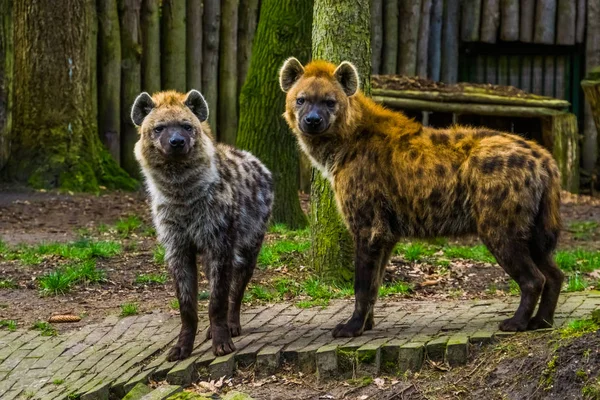 Duas hienas manchadas ao lado umas das outras, mamíferos carnívoros selvagens do deserto da África — Fotografia de Stock