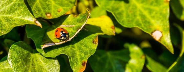 一个女士甲虫虫与橙色翅膀和黑点，欧洲常见的昆虫宏观特写 — 图库照片