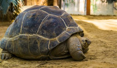 bir aldabra dev kaplumbağa yakın çekim portre, dünyanın en büyük kaplumbağa specie, seyşeller ve madagaskar tropikal ve savunmasız sürüngen