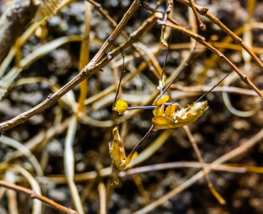 makro closeup bir şube, Hindistan'dan popüler böcek asılı dolaşan keman mantis