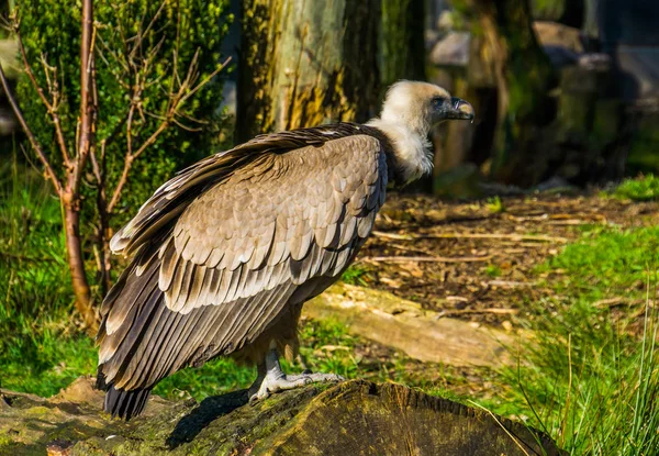 Close-up de um abutre griffon em pé em um tronco de árvore, pássaro necrófago comum da europa — Fotografia de Stock
