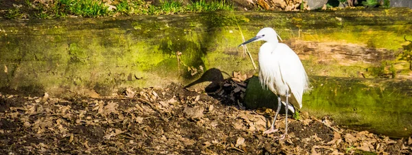 Λευκό μικρό egret στέκεται στην ακτή, κοινό τροπικό πουλί από την Ευρασία και την Αφρική — Φωτογραφία Αρχείου