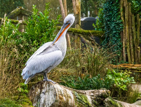 Pelícano dálmata en primer plano limpiando sus plumas, especie de ave casi amenazada de Europa y la India — Foto de Stock