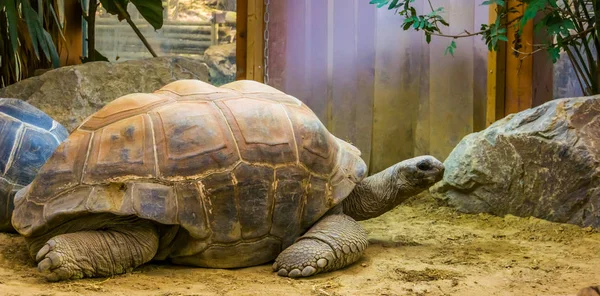 Close-up de uma tartaruga gigante aldabra, maior espécie de tartaruga terrestre do mundo, espécie de réptil tropical com status vulnerável de seicheles e madagascar — Fotografia de Stock
