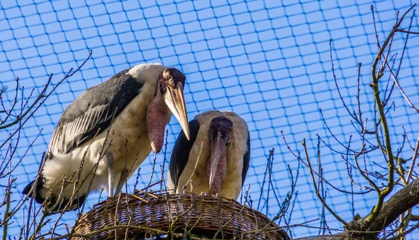 Pareja cigüeña marabú de pie en su nido juntos, aves tropicales durante la temporada de reproducción, especie animal tropical de África — Foto de Stock