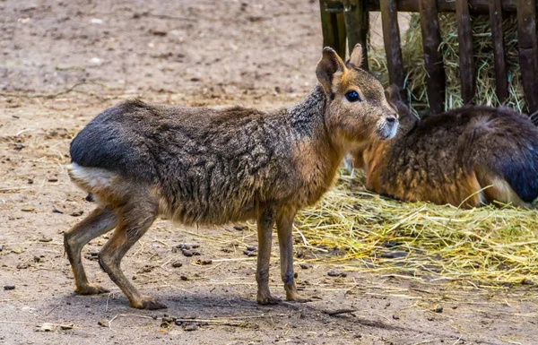 Close-up van een Patagonische Mara staande in het zand, in de buurt van bedreigde knaagdier specie uit Patagonië — Stockfoto