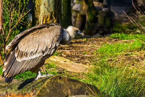 Vértes portréja Griffon keselyű egy fa törzs, meghatározatlan dögevő madár Európából — Stock Fotó