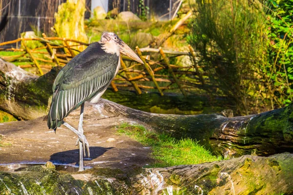 Vértes a Marabou gólya áll egy lábon, trópusi madár Afrikából és Ázsiából — Stock Fotó