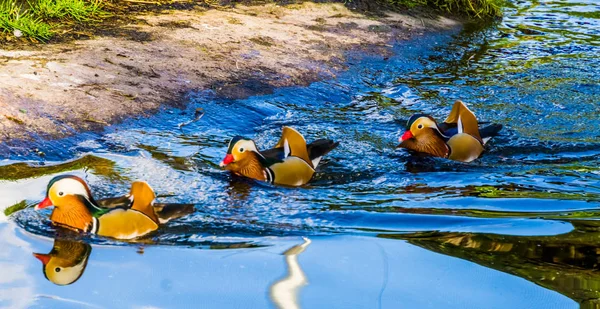 Tres patos mandarín macho nadando en el agua, pájaros tropicales y coloridos de Asia — Foto de Stock
