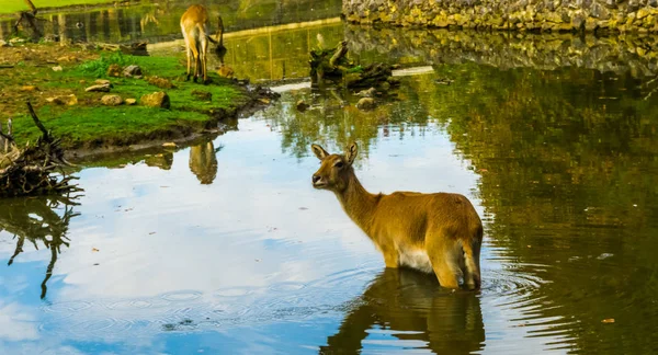 Retrato de um cervo fêmea pântano em pé na água, espécie animal vulnerável da América — Fotografia de Stock