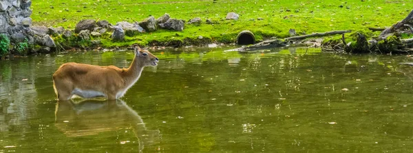 Portret van een vrouwelijke moeras herten wandelen door het water, kwetsbare dierlijke specie uit Amerika — Stockfoto