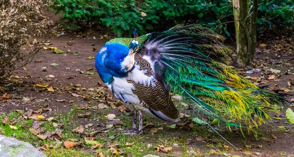 Iridescent peacock unfolding its wing for preening and looking in the camera, color and pigment mutation, popular bird in aviculture — Stock Photo, Image