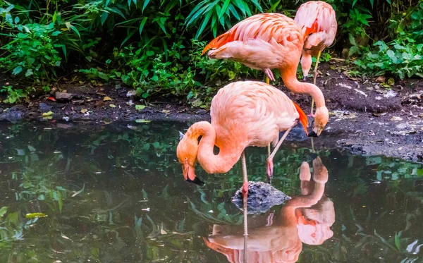 水の片足に立つピンクのチリフラミンゴ、チリから人気の動物園の鳥、近くに脅かされた動物の種 — ストック写真