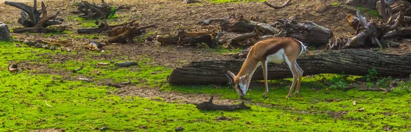 Thomson gazelle pastando no pasto, antílope comum da África — Fotografia de Stock