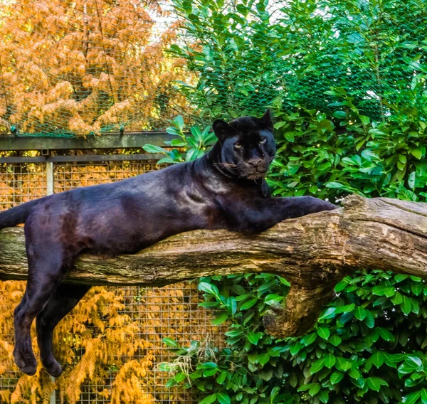 black panther laying on a tree branch, pigmentation variation, popular zoo animal