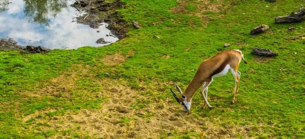 Thomson 's gazelle pastando en un pasto, especie común de antílope de África —  Fotos de Stock