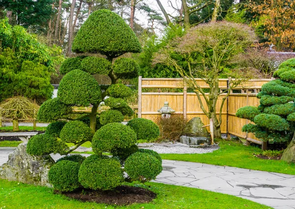 Schöner beschnittener Baum in einem japanischen Garten, topische Kunstformen, Gartenarbeit nach asiatischer Tradition — Stockfoto