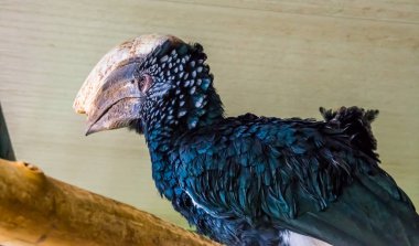 bir yan görünümden yakın çekimgümüş yanaklı hornbill, Afrika'dan tropikal kuş specie