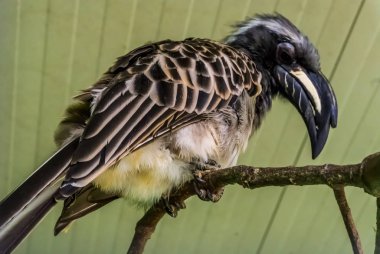 bir ağaç dalı üzerinde oturan bir erkek Afrika gri boynuzgaga yakın çekim, Afrika'dan tropikal kuş