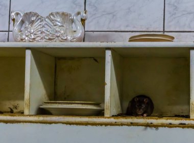 fare ve fare veba, kirli bir mutfakta hayvan haşere, ortak ev sorunları
