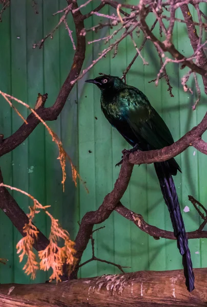 Длиннохвостый глянцевый скворец, сидящий на ветке дерева, тропическая птица из Африки, красочная птица с блестящими перьями — стоковое фото