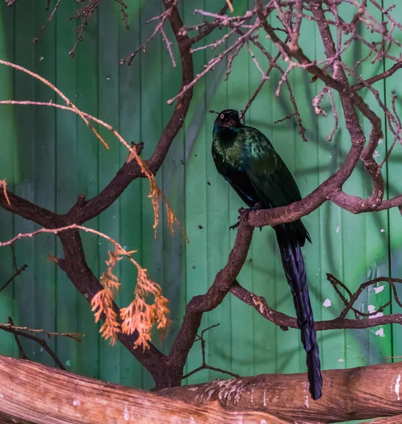 Långstjärtad Starling sitter på en trädgren, vacker fågel med färgglada gröna blanka fjädrar, tropisk fågel från Afrika — Stockfoto