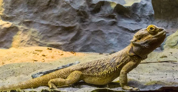 Lagarto dragão barbudo em close-up, réptil tropical da Austrália, animais de estimação populares — Fotografia de Stock