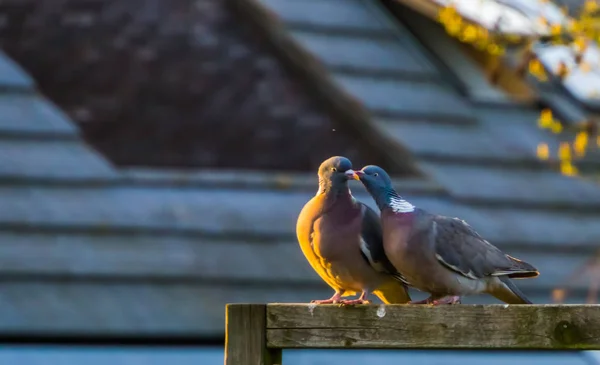 Pareja de palomas de madera común siendo íntimo juntos, palomas comunes de Europa —  Fotos de Stock