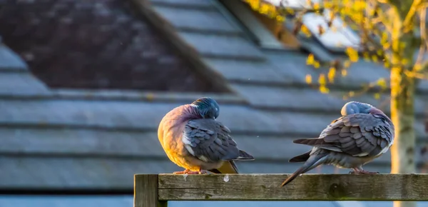 Par de palomas de madera sentadas juntas y cebando sus plumas, aves comunes de Europa —  Fotos de Stock