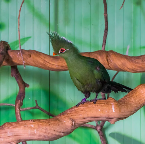 Zielony Livingstone Turak stoi na gałęzi drzewa, popularne zwierzę w aviculture, tropikalny ptak z Afryki — Zdjęcie stockowe