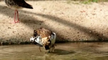suda tüylerini preening ve ses yapma bir kadın ruff yakın çekim, Avrasya'dan Kuş specie