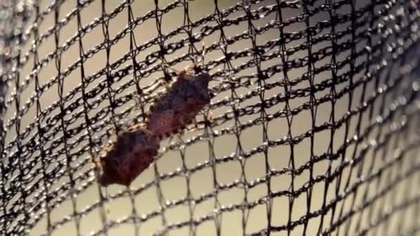 Macro Primer Plano Del Apareamiento Insectos Escudo Moteado Ritual Emparejamiento — Vídeos de Stock