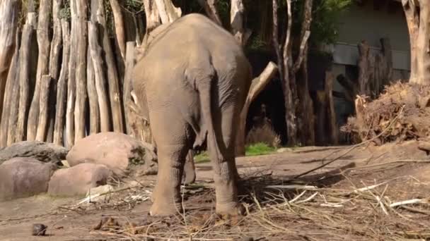 Asiatisk Elefant Vajande Runt Asiatic Elefant Bakifrån Wobbling Utrotningshotade Djur — Stockvideo