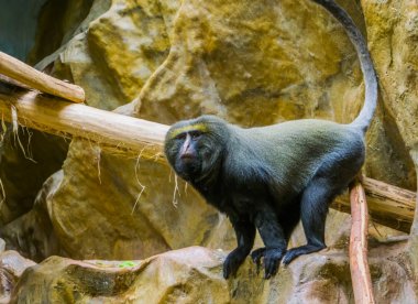 yakın çekimde hamlyn maymunu, Savunmasız hayvan specie, Kongo tropikal maymun, Afrika